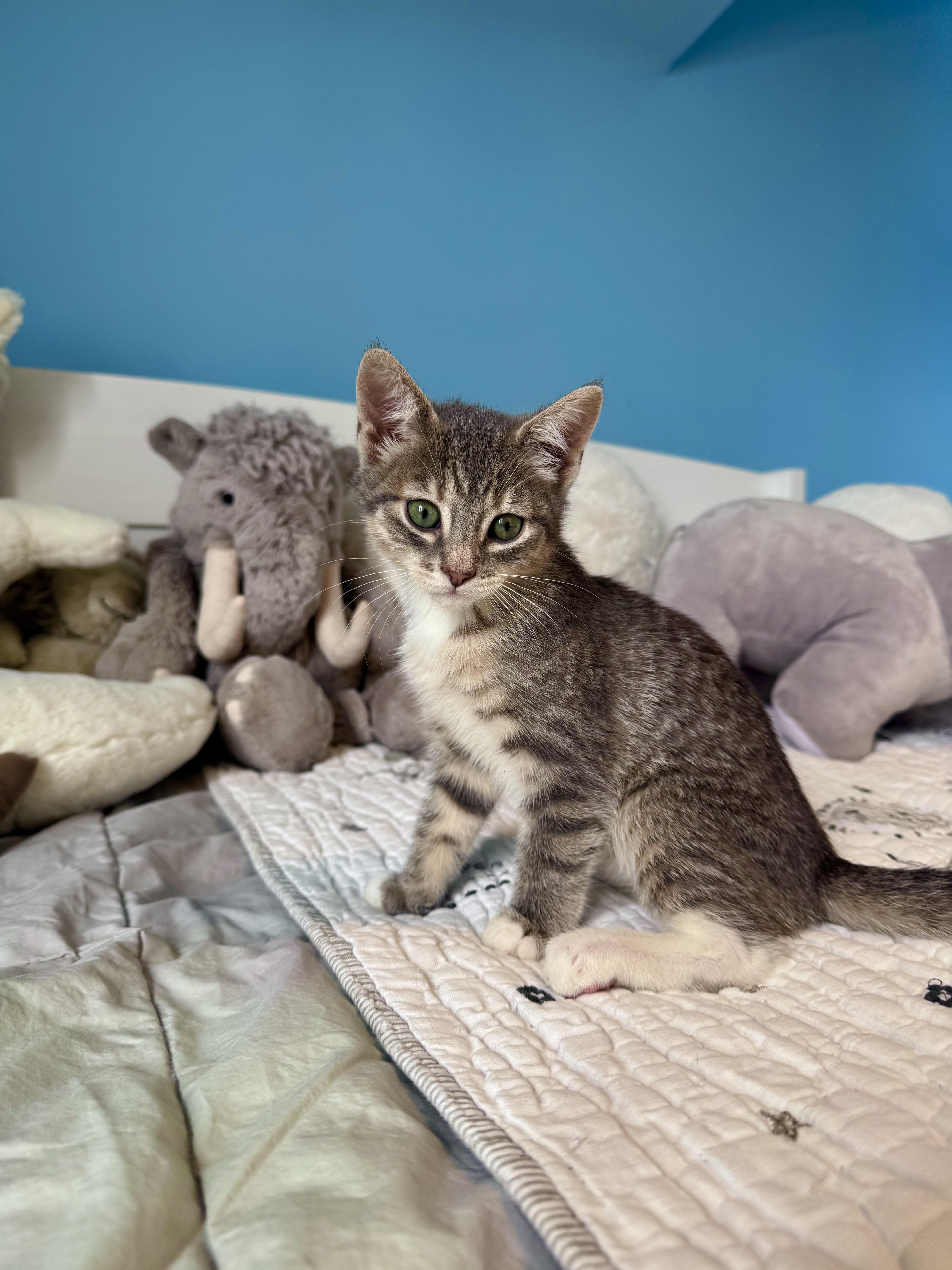 Enlarge Graham , a ADOPTABLE Domestic Short Hair in Ramsey, NJ image 4/6