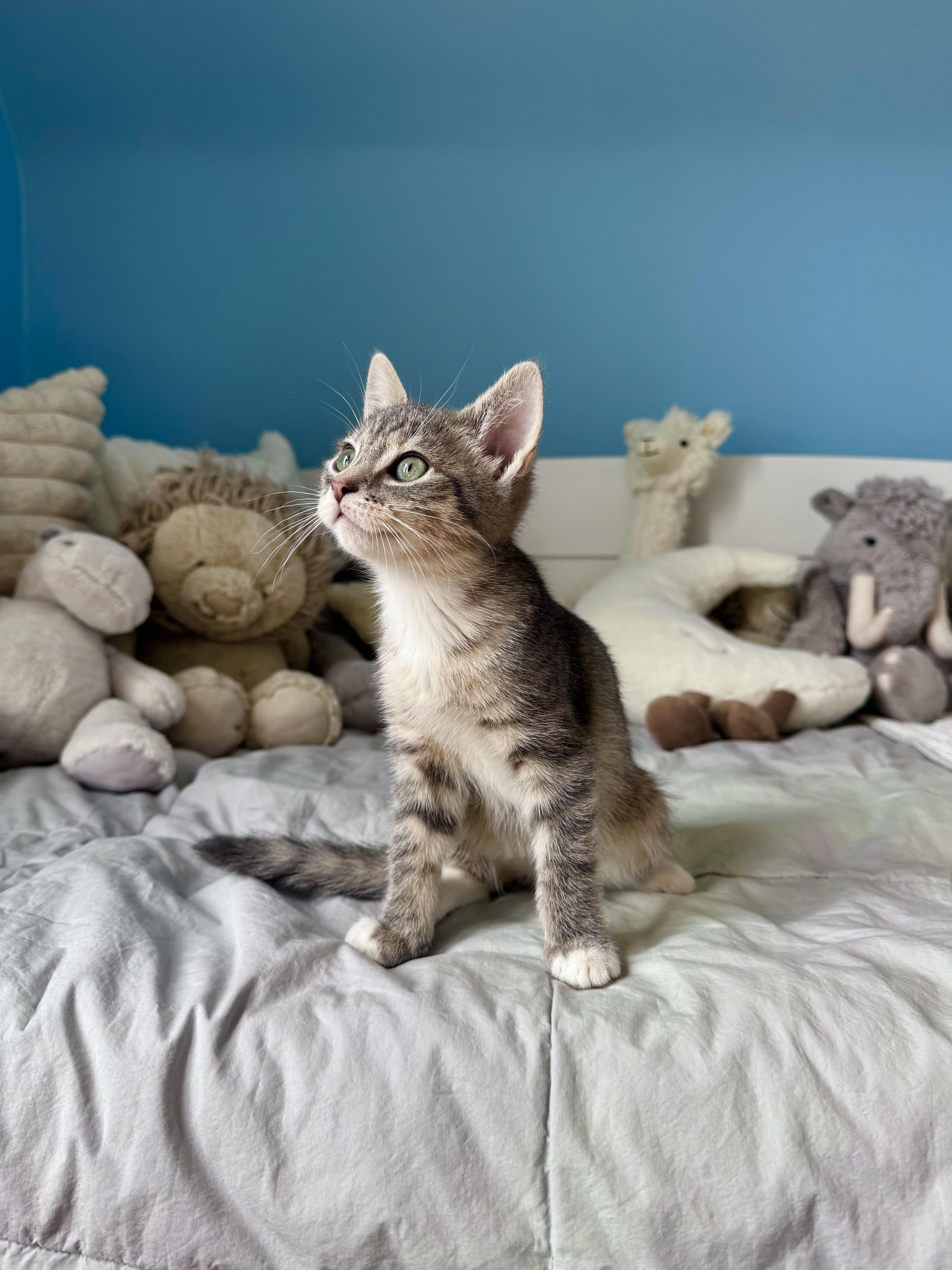 Graham , ADOPTABLE, Kitten Male Domestic Short Hair.