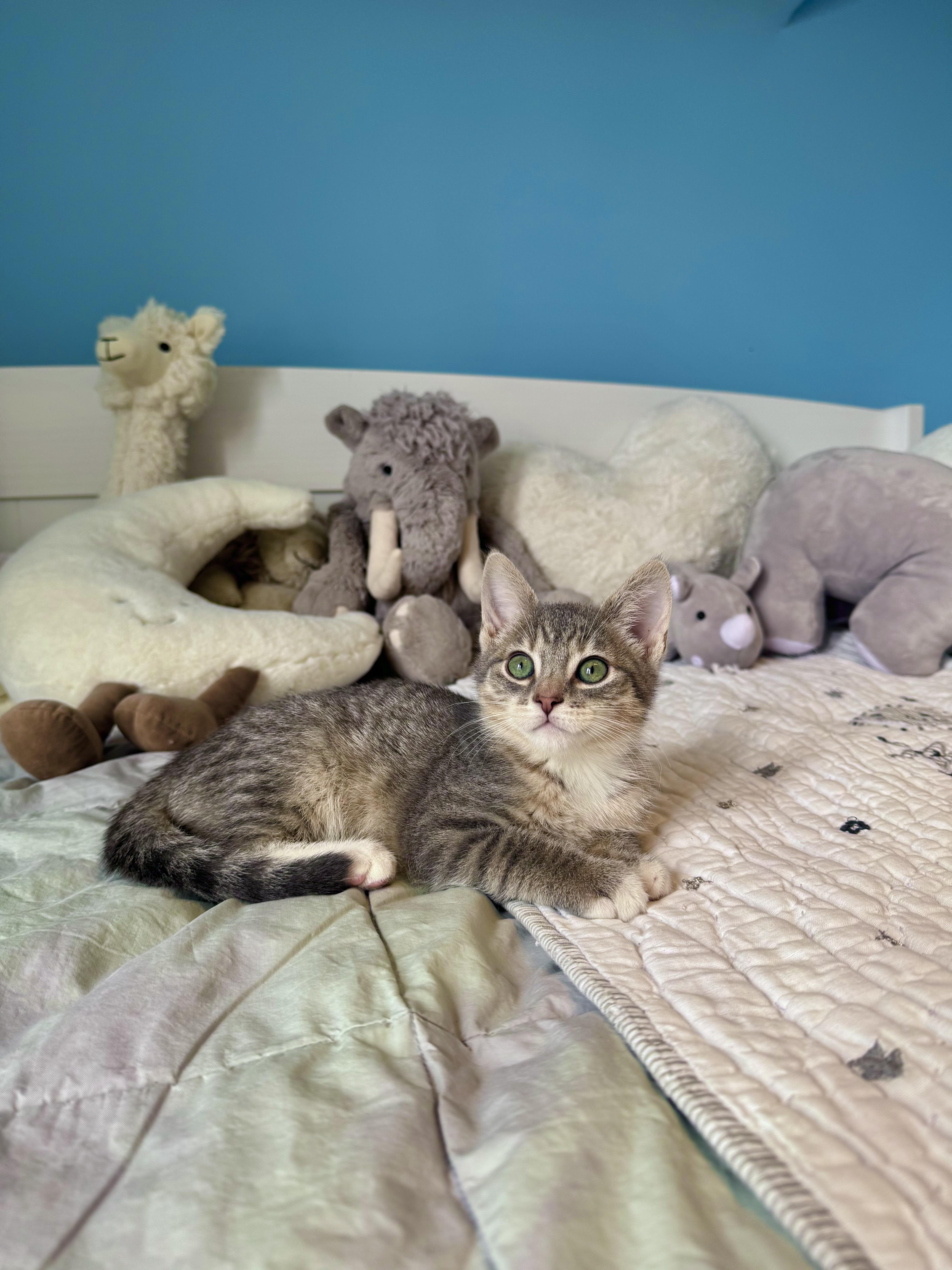 Enlarge Graham , a ADOPTABLE Domestic Short Hair in Ramsey, NJ image 6/6