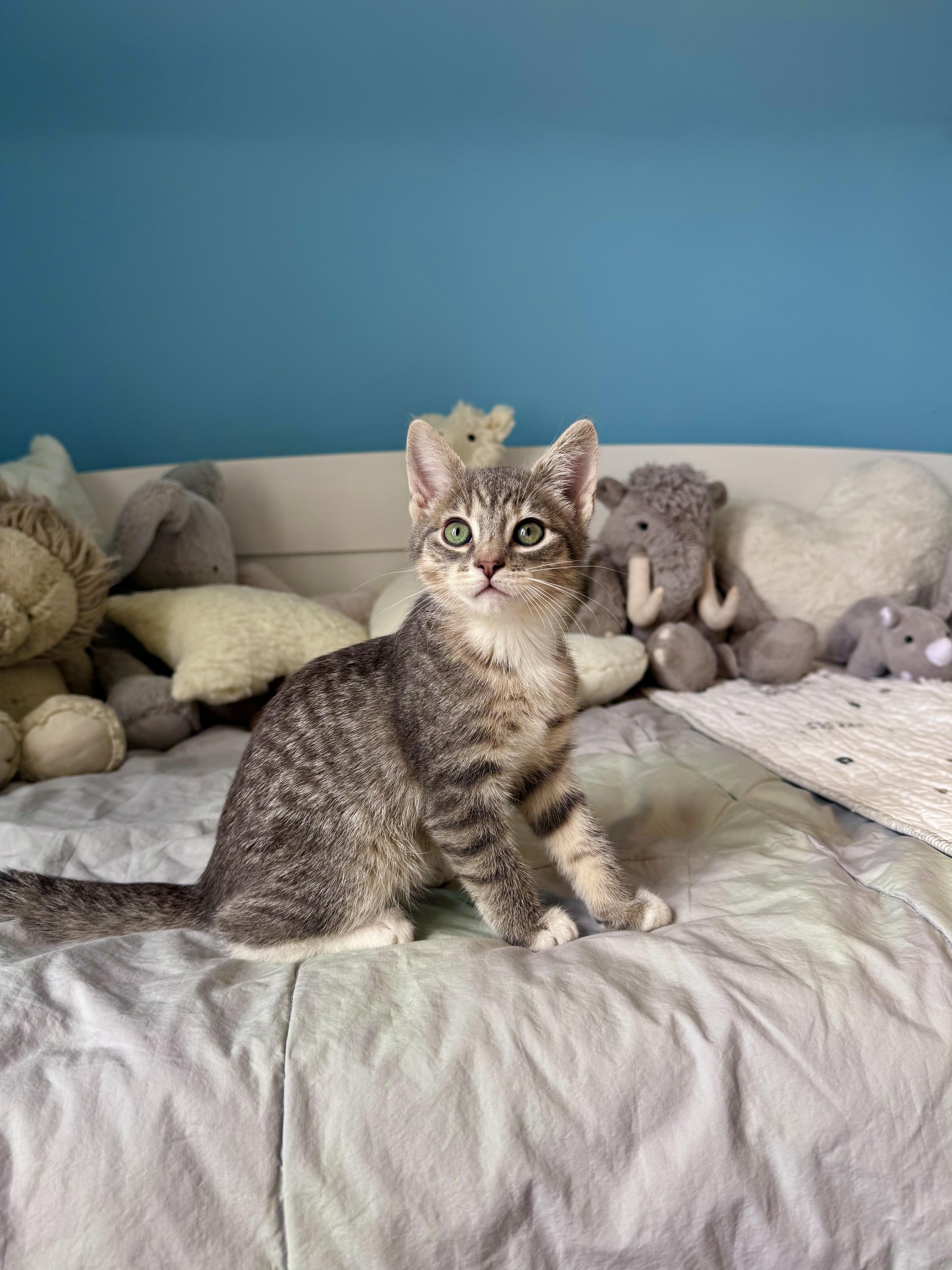 Enlarge Graham , a ADOPTABLE Domestic Short Hair in Ramsey, NJ image 2/6