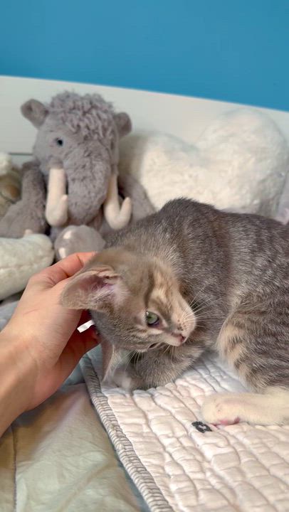 Enlarge Graham , a ADOPTABLE Domestic Short Hair in Ramsey, NJ video 5/6