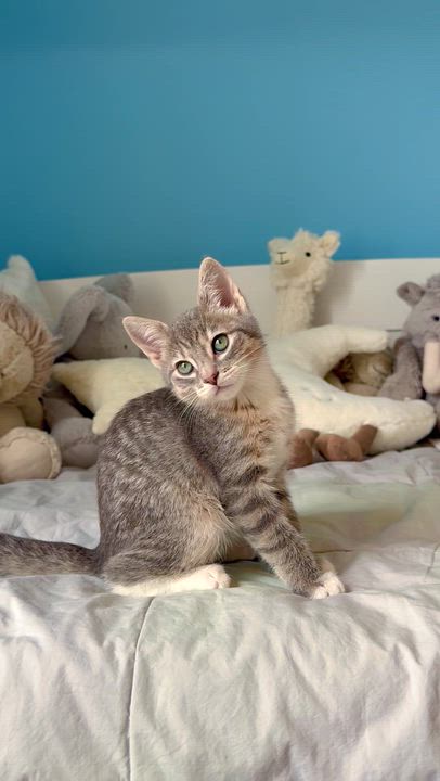 Enlarge Graham , a ADOPTABLE Domestic Short Hair in Ramsey, NJ video 3/6