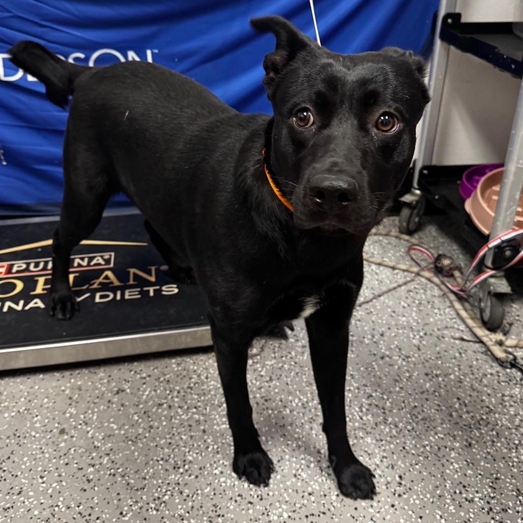 Sable, Adoptable, Young Female Pit Bull Terrier & Mixed Breed.