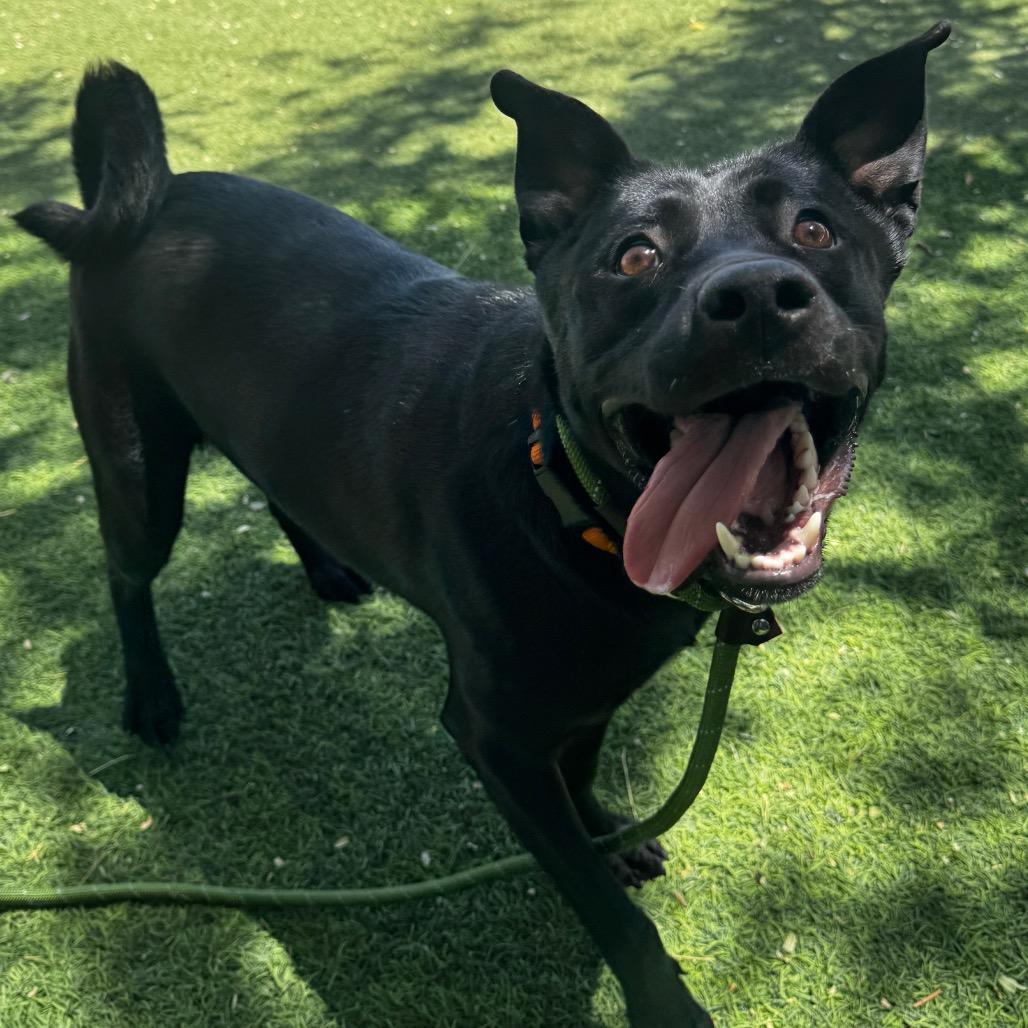 Sable, a Adoptable mixed breed in Henderson, NV image 2/2