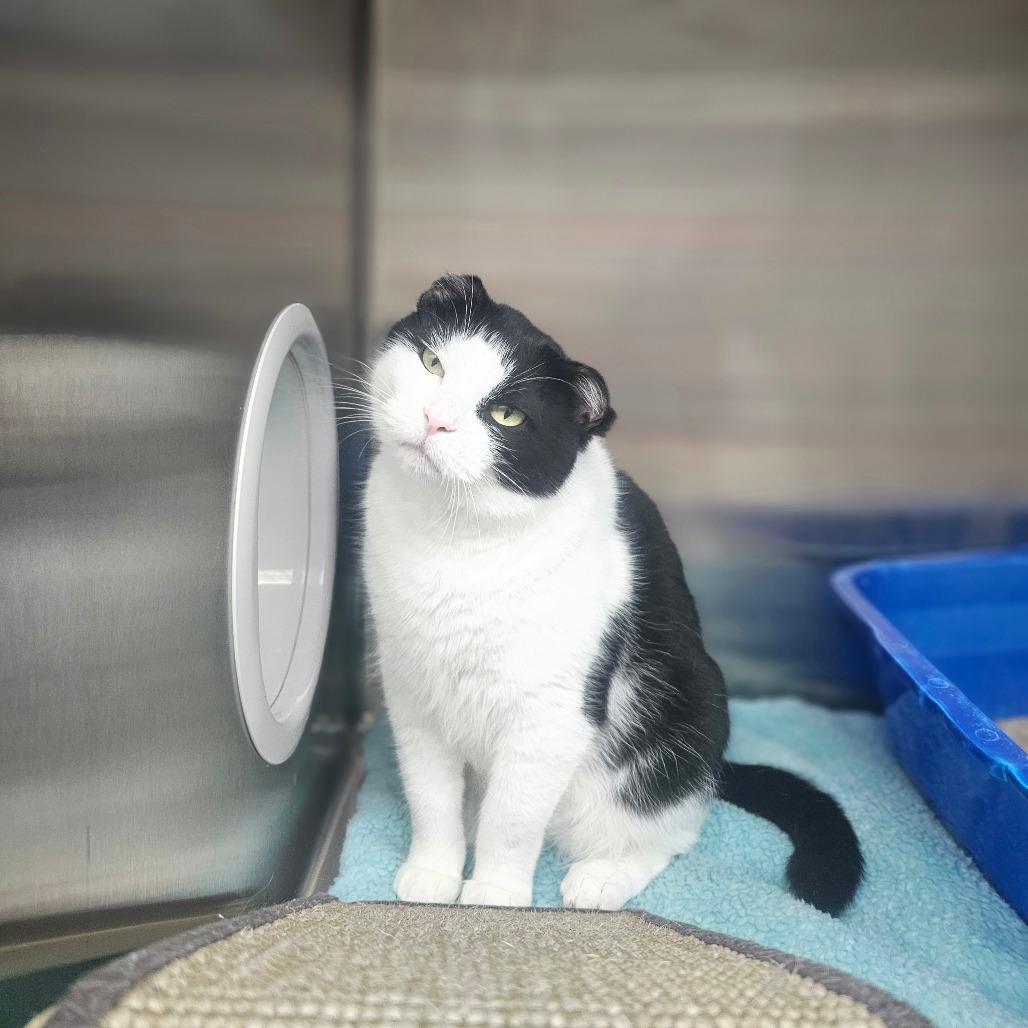 Nubs, Adoptable, Young Female Domestic Short Hair.