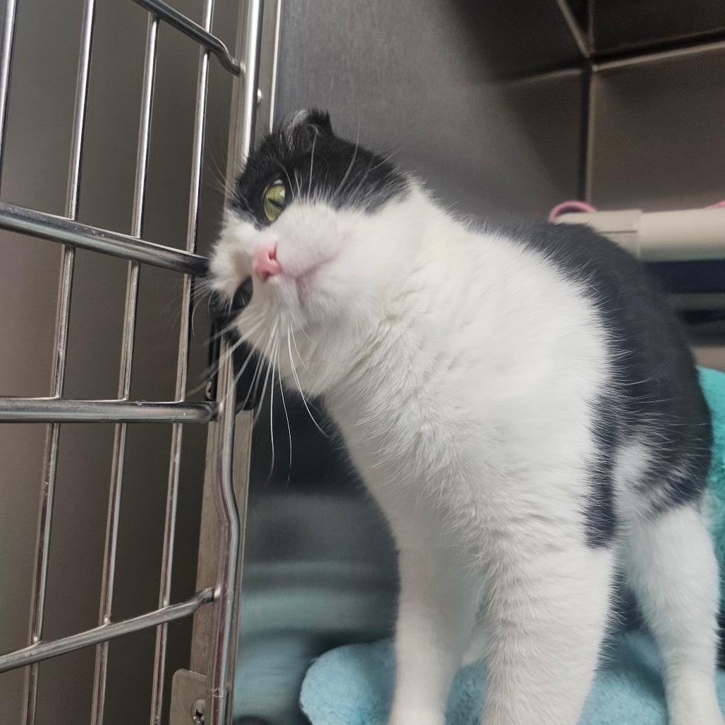 Enlarge Nubs, a Adoptable Domestic Short Hair in Detroit Lakes, MN image 2/6