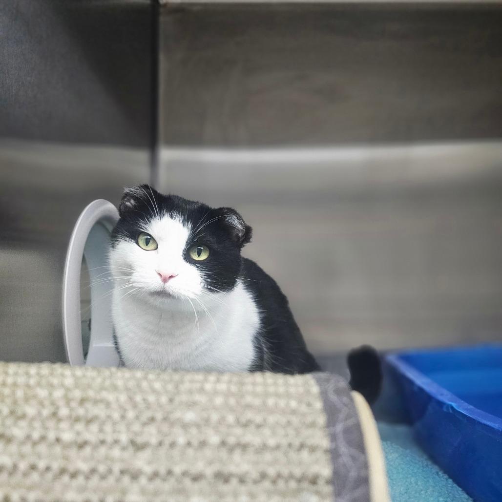 Enlarge Nubs, a Adoptable Domestic Short Hair in Detroit Lakes, MN image 3/6