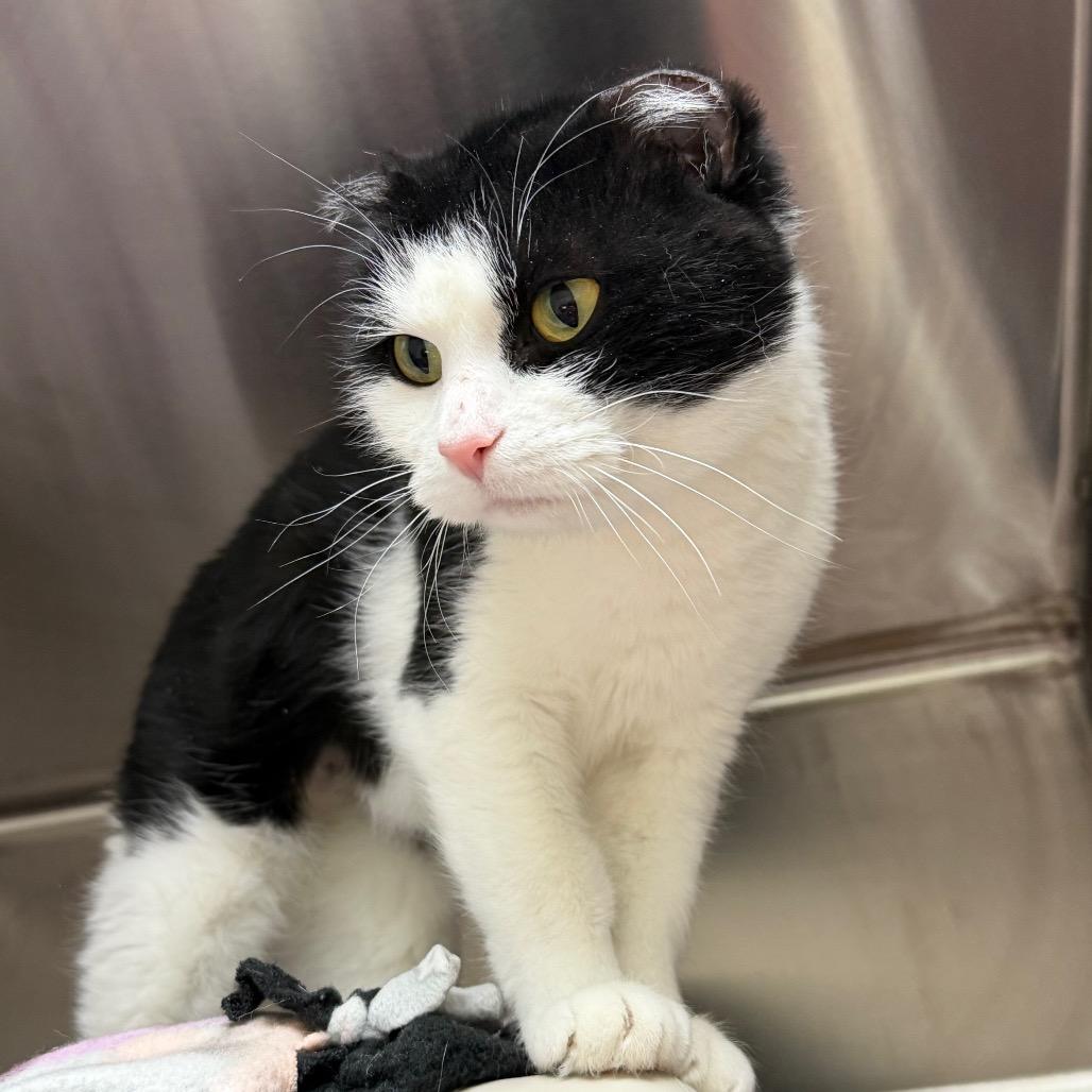 Enlarge Nubs, a Adoptable Domestic Short Hair in Detroit Lakes, MN image 4/6