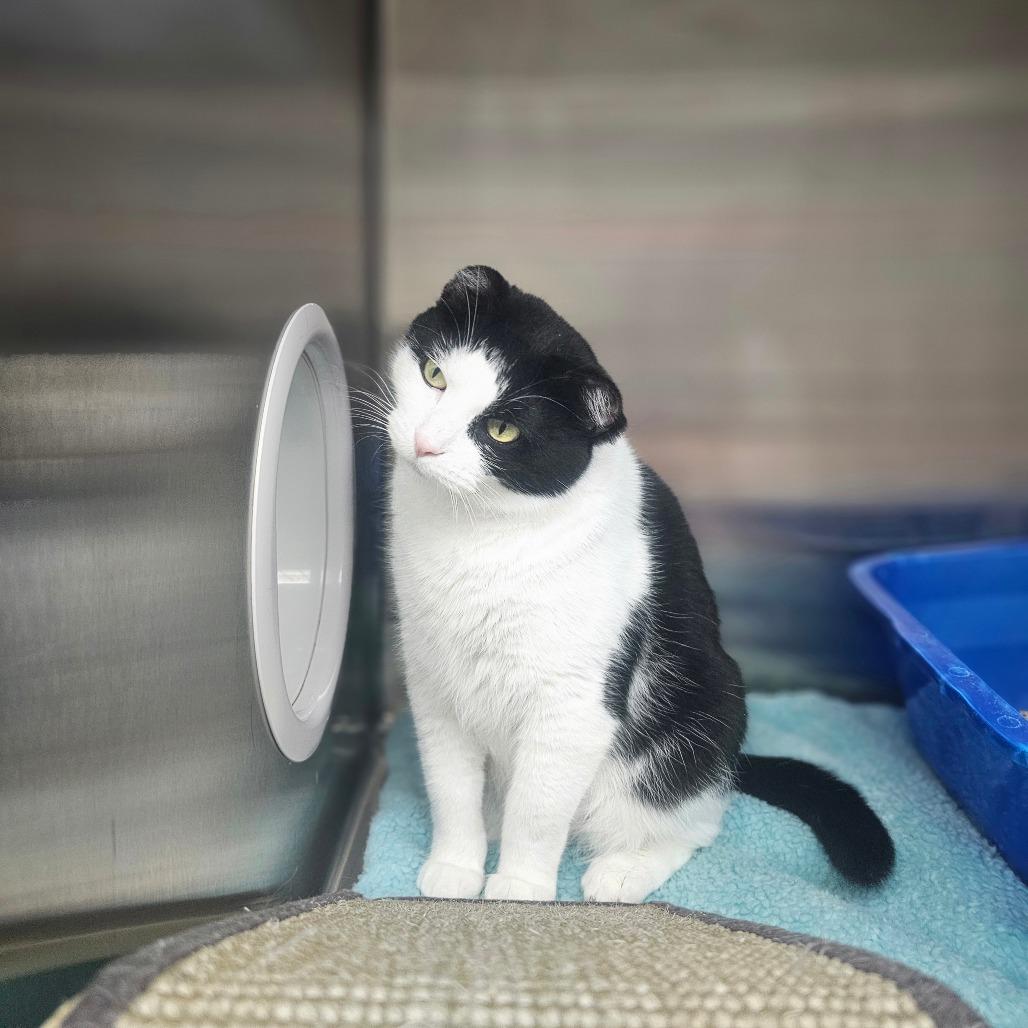 Enlarge Nubs, a Adoptable Domestic Short Hair in Detroit Lakes, MN image 5/6