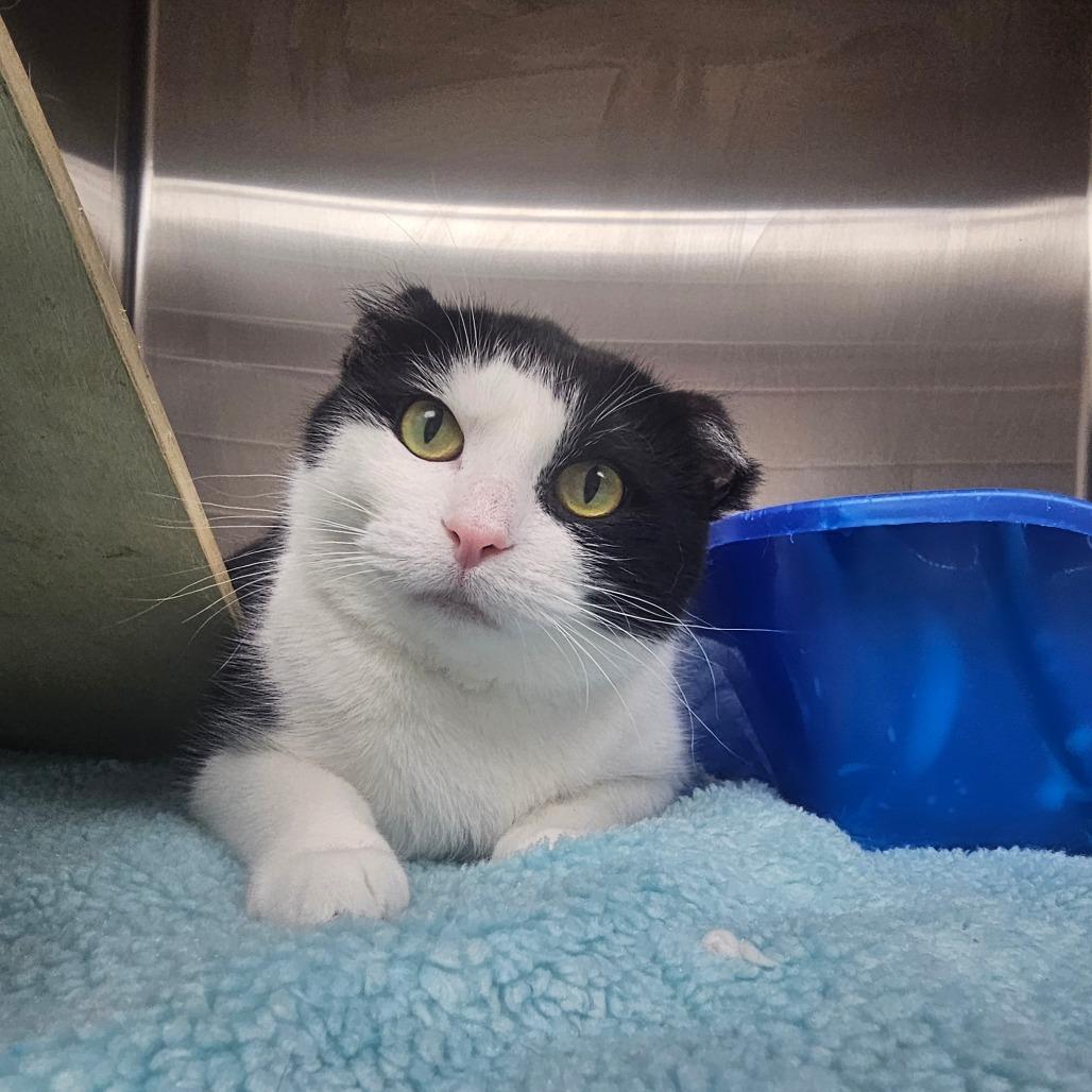 Enlarge Nubs, a Adoptable Domestic Short Hair in Detroit Lakes, MN image 6/6