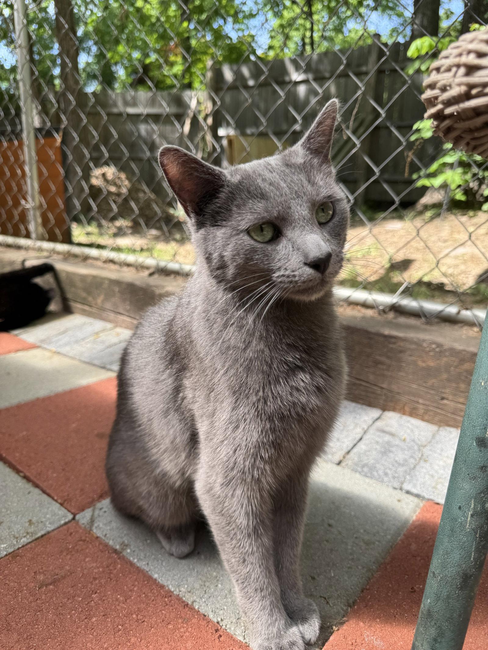 Mack, Adoptable, Young Male Domestic Short Hair.