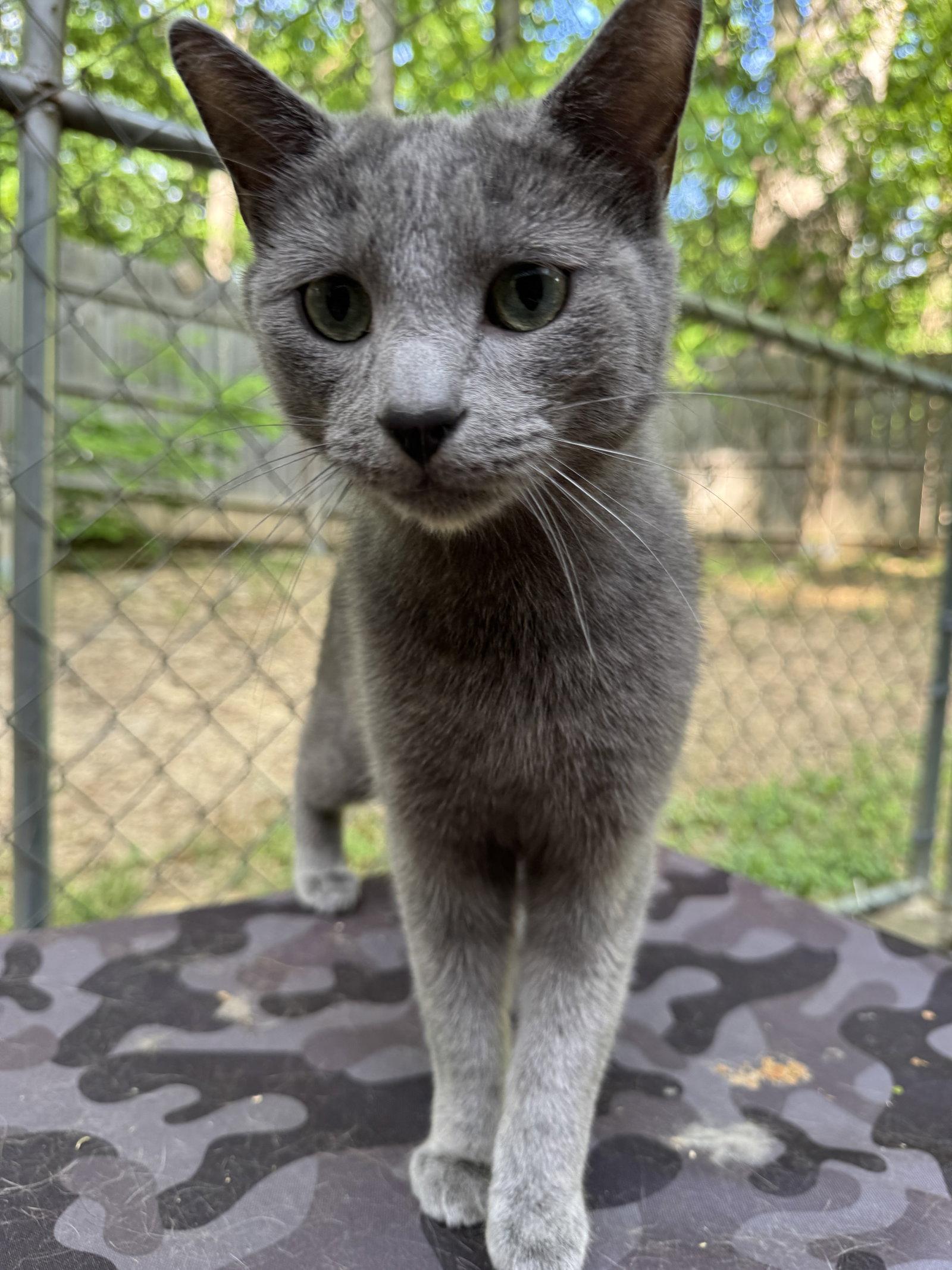 Enlarge Mack, a Adoptable Domestic Short Hair in Ranson, WV image 2/2