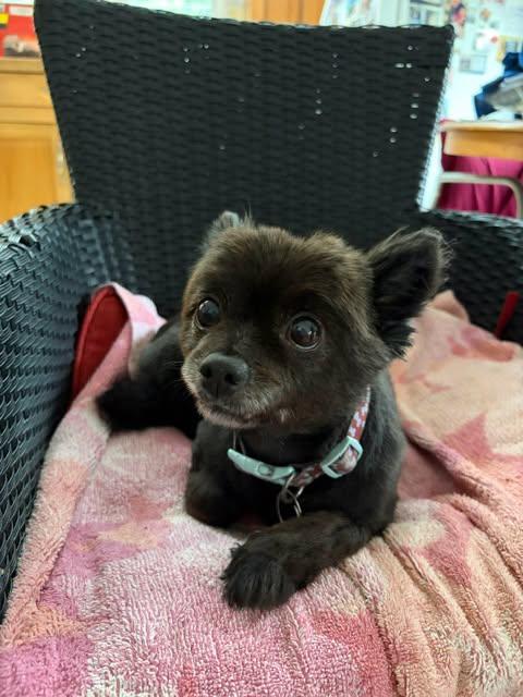 Brady, adopted, Senior Male Pomeranian.