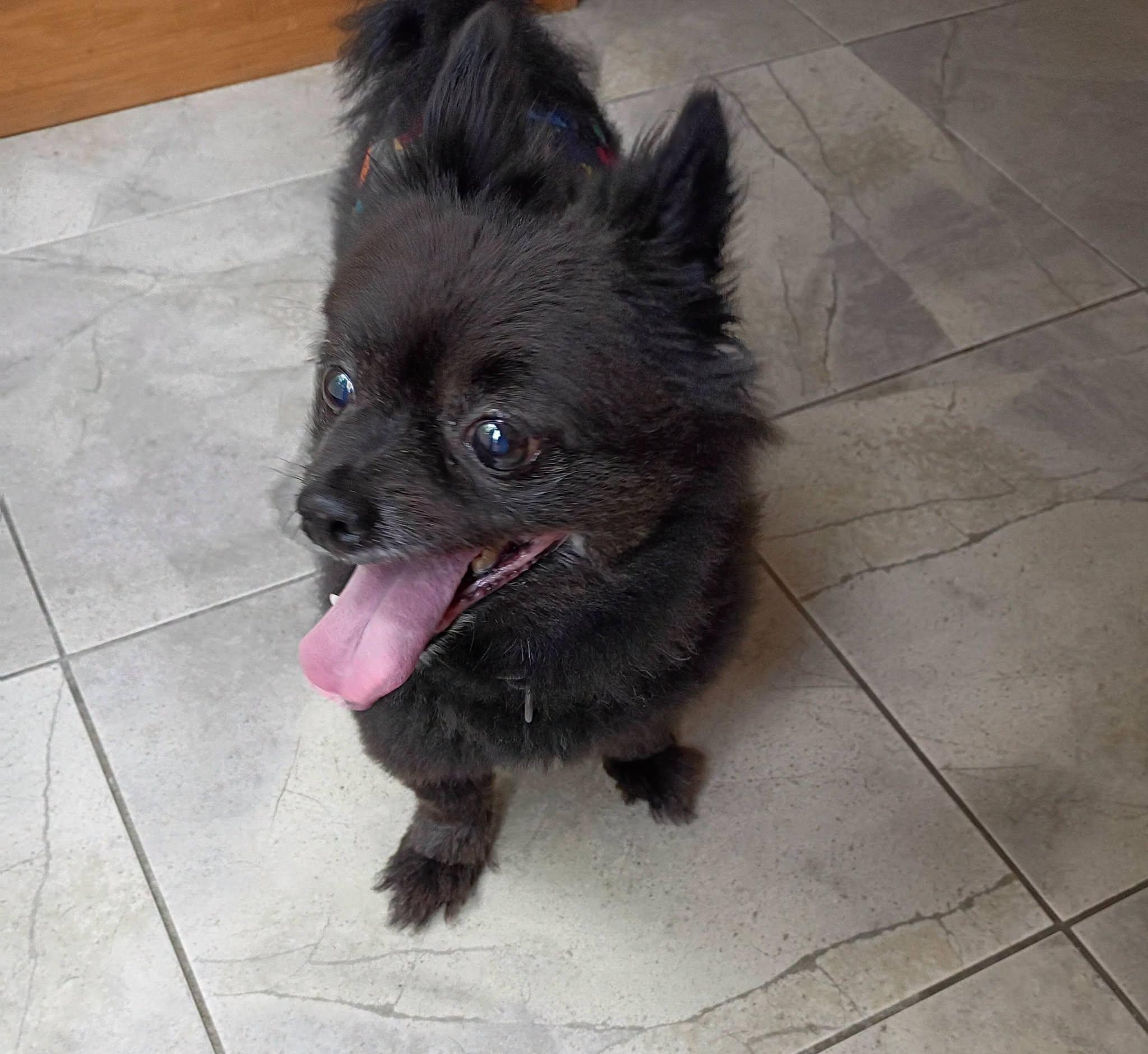 Enlarge Brady, an adopted Pomeranian in North Berwick, ME image 4/4