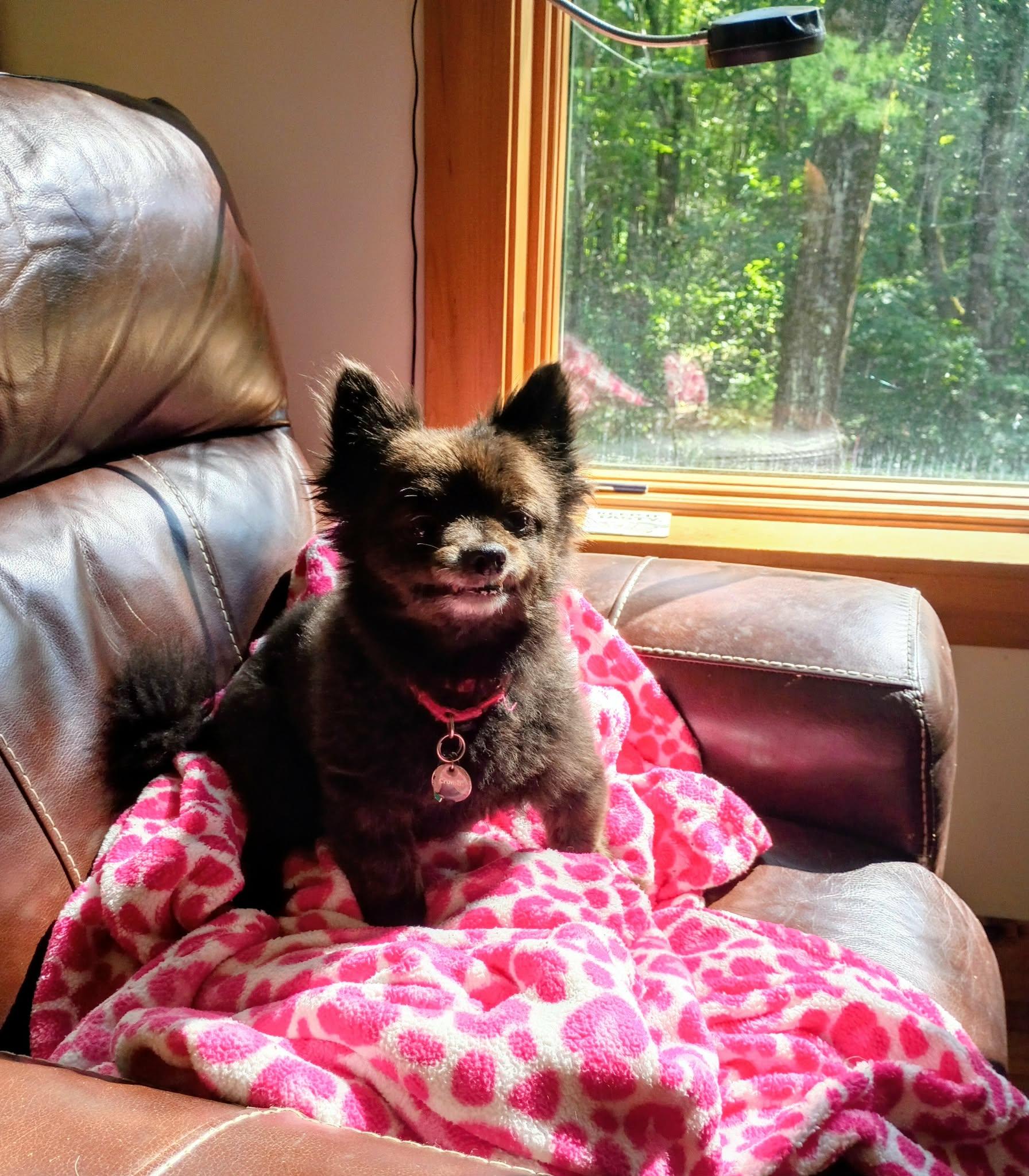 Enlarge Brady, an adopted Pomeranian in North Berwick, ME image 2/4