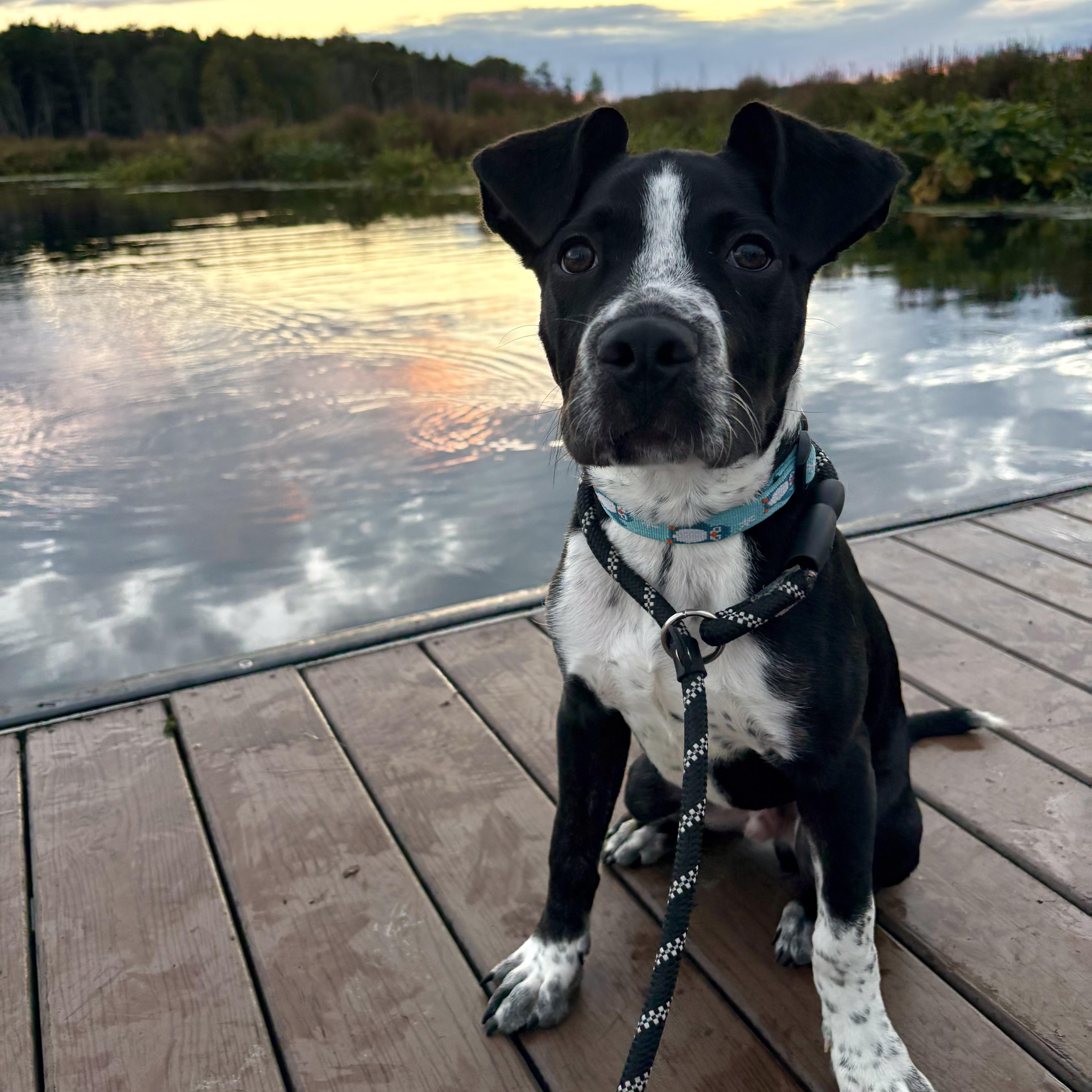 Enlarge DEXTER, a Adoptable mixed breed in Latham, NY image 3/5