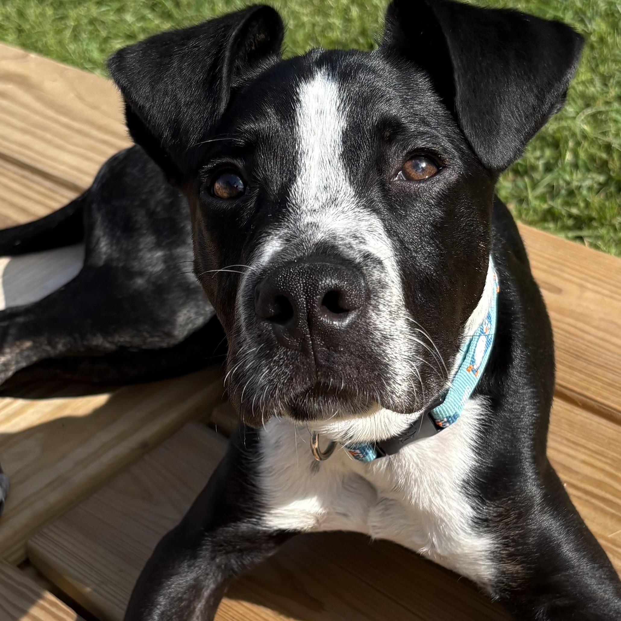 DEXTER, Adoptable, Puppy Male Hound & Labrador Retriever.