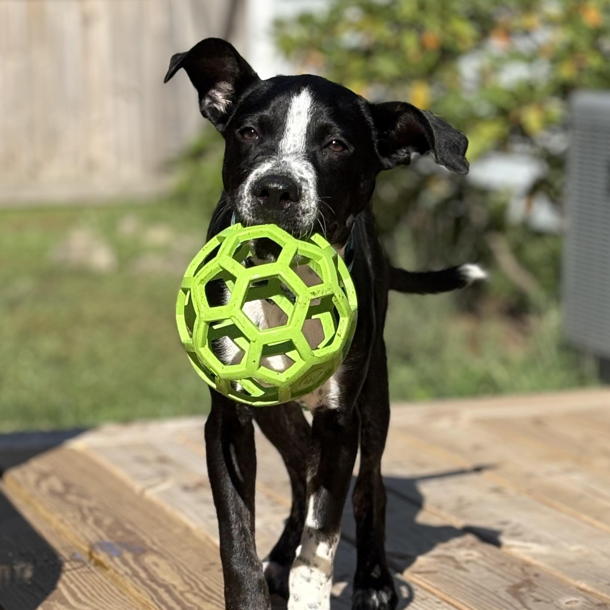 Enlarge DEXTER, a Adoptable mixed breed in Latham, NY image 4/5