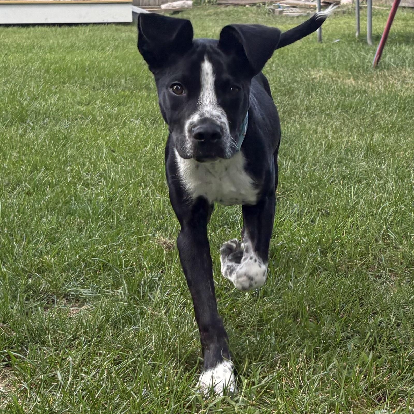 Enlarge DEXTER, a Adoptable mixed breed in Latham, NY image 2/5