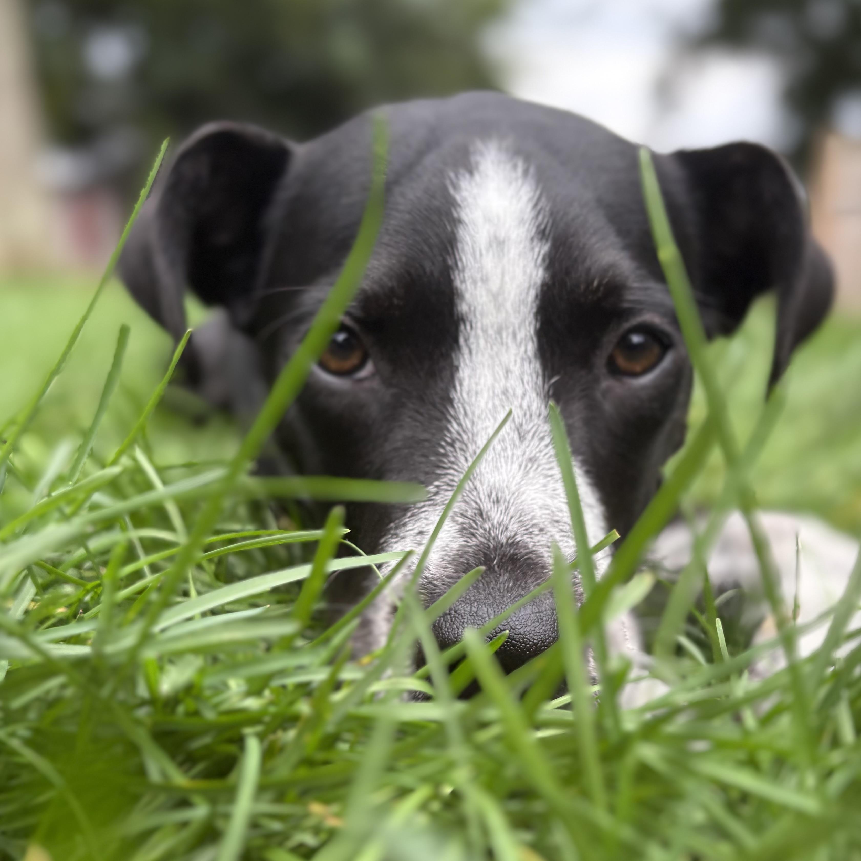 Enlarge DEXTER, a Adoptable mixed breed in Latham, NY image 5/5