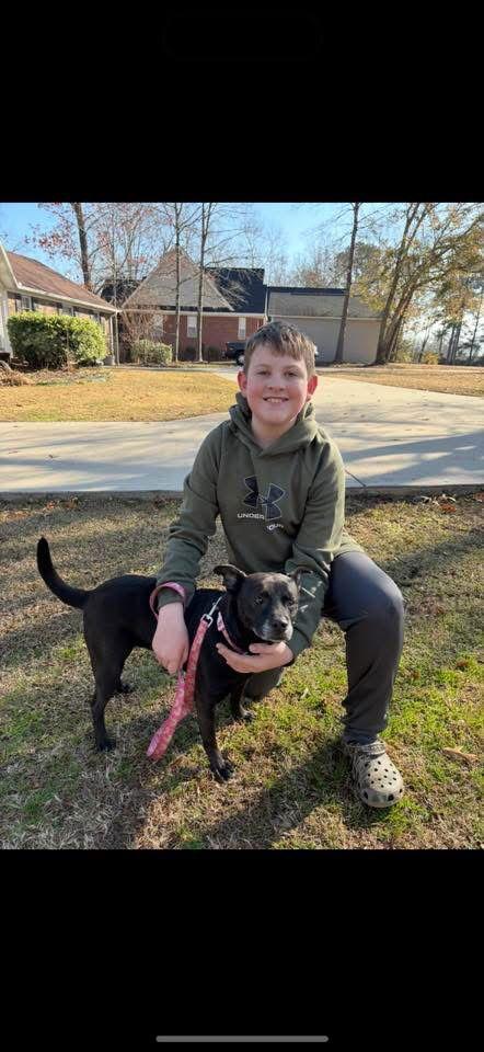 Shelby, Adoptable, Senior Female Labrador Retriever & Chow Chow.