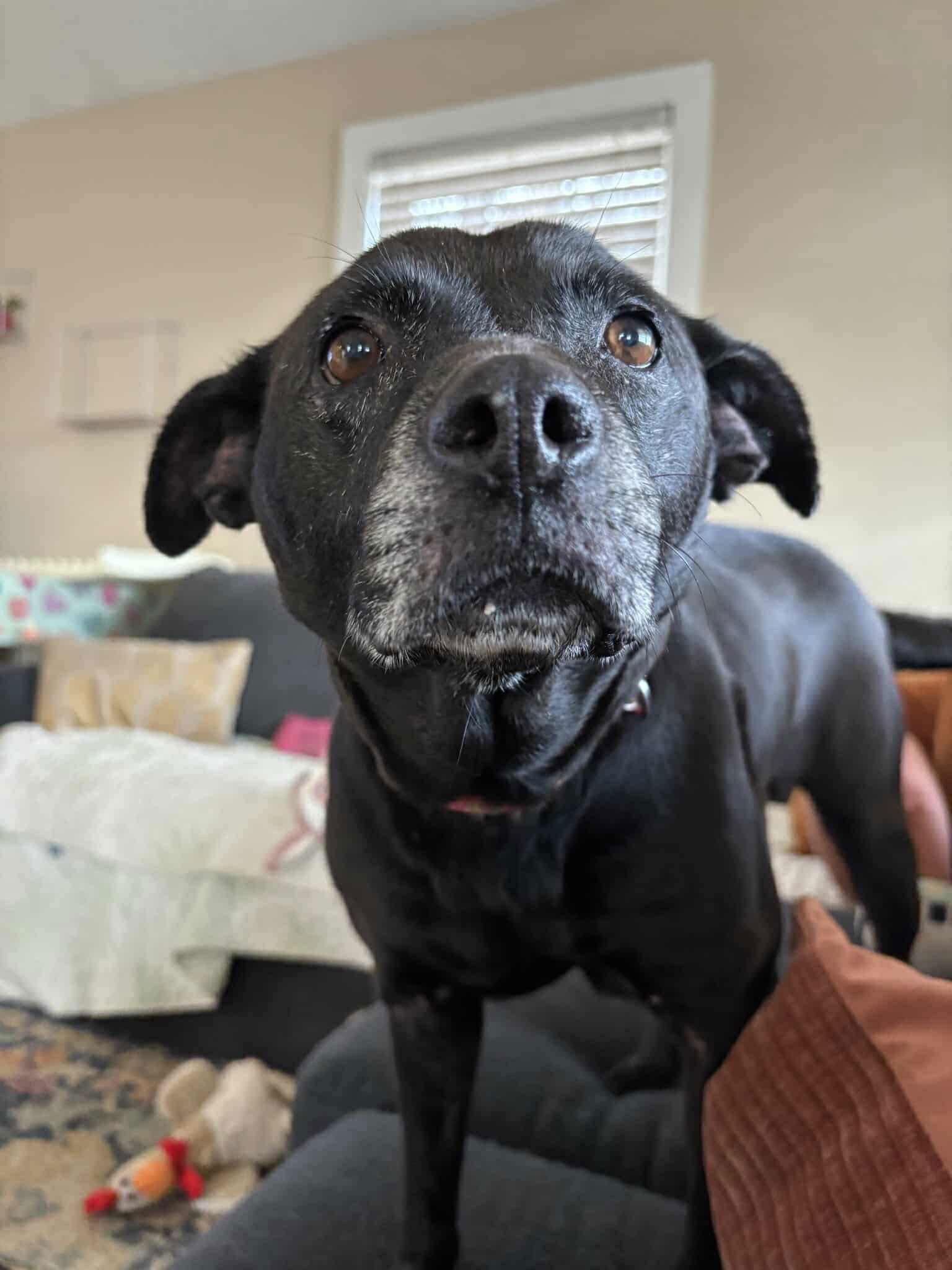 Enlarge Shelby, a Adoptable mixed breed in Stratham, NH image 2/3