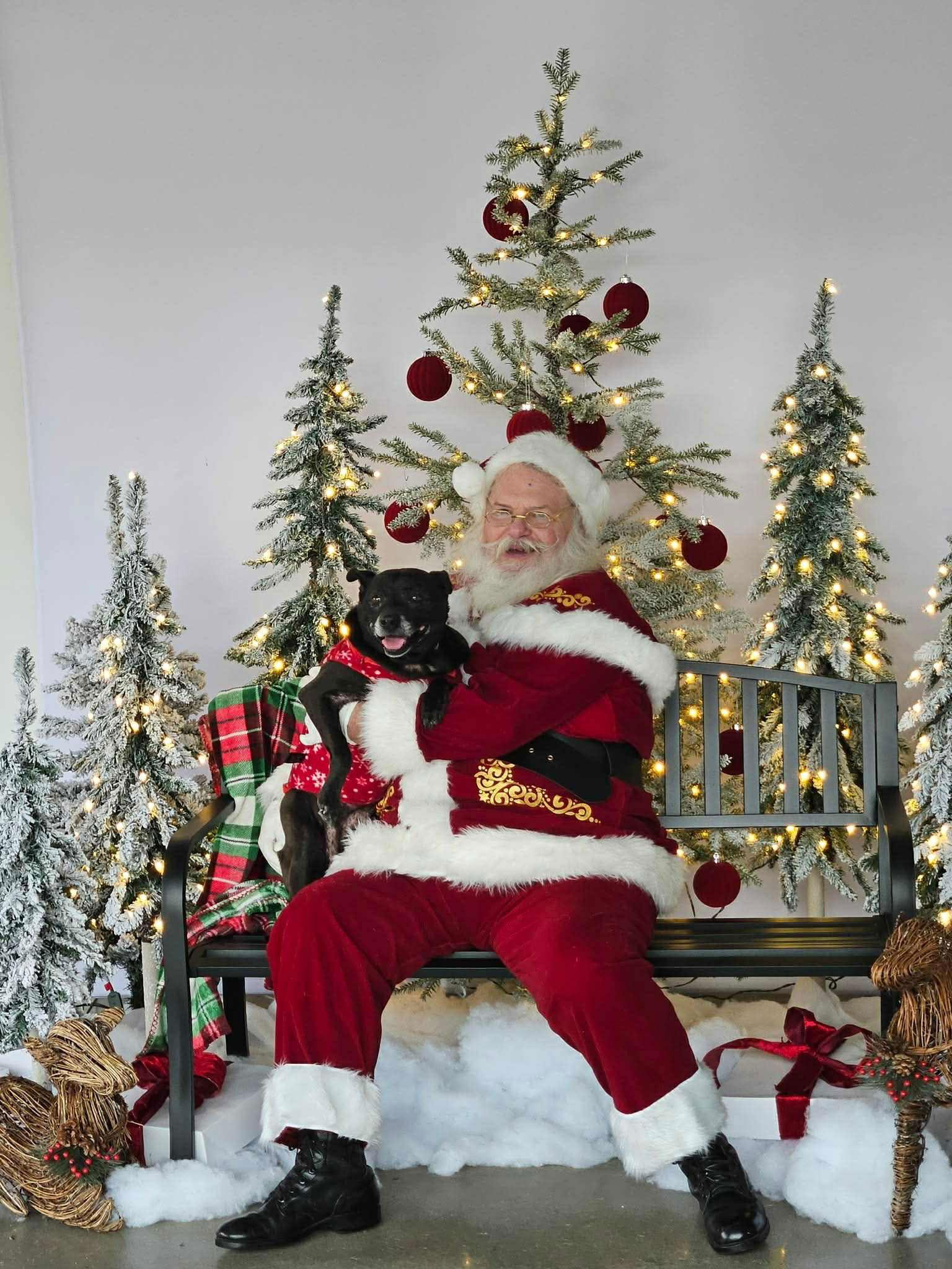 Enlarge Shelby, a Adoptable mixed breed in Stratham, NH image 3/3