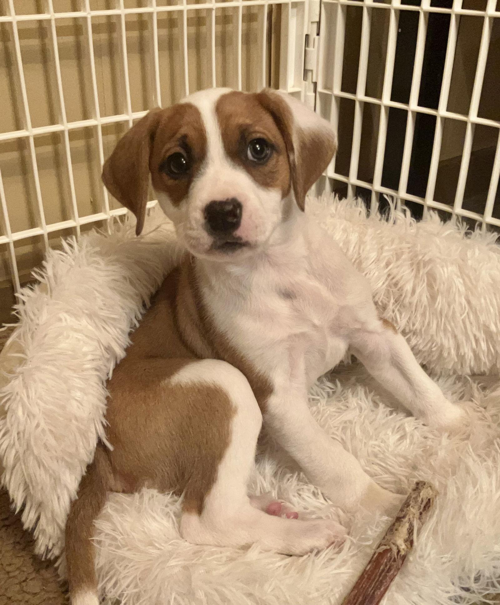 Enlarge Lucy, a Adopted Pit Bull Terrier in Nashville, TN image 1/3