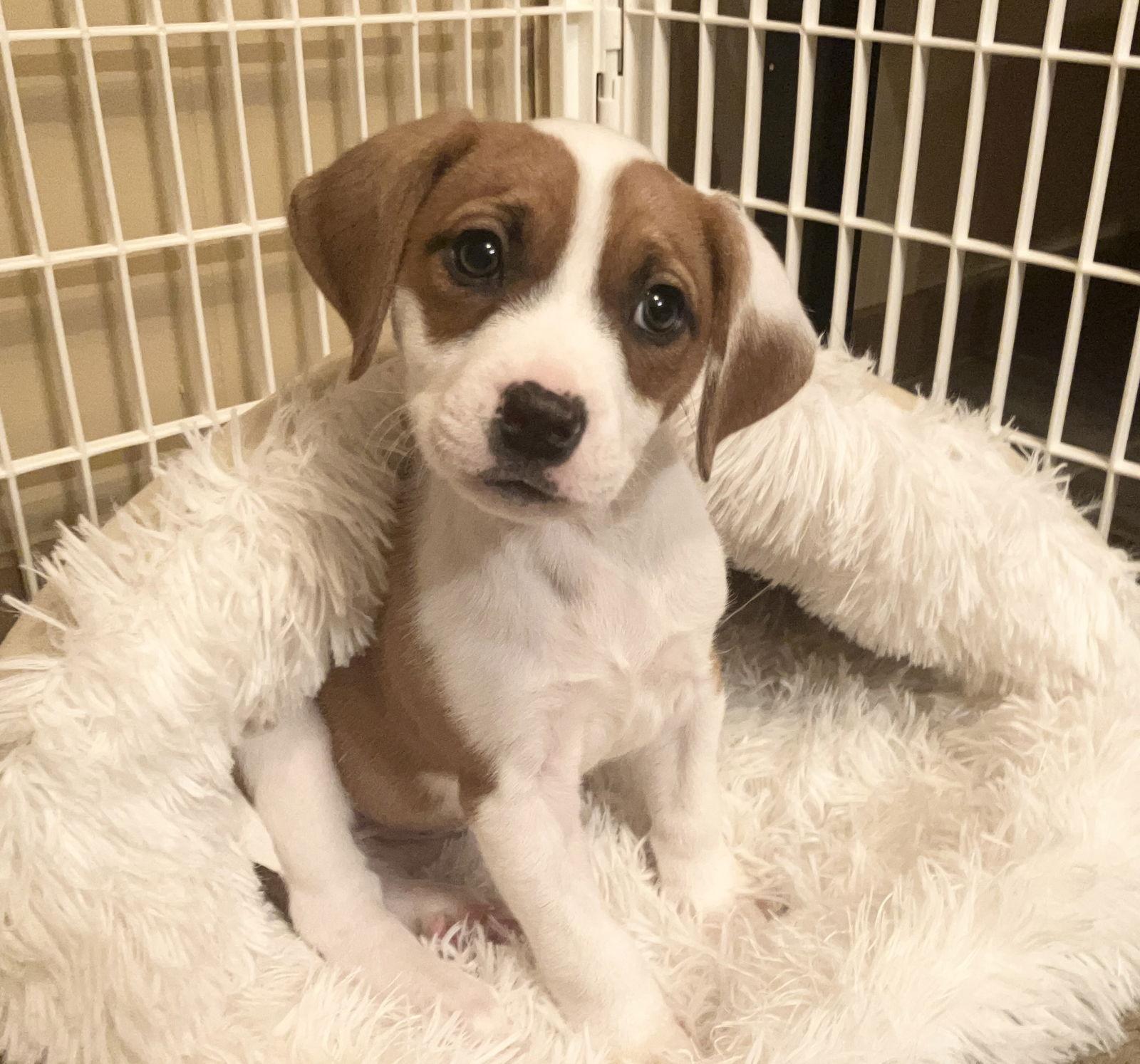 Enlarge Lucy, a Adopted Pit Bull Terrier in Nashville, TN image 2/3