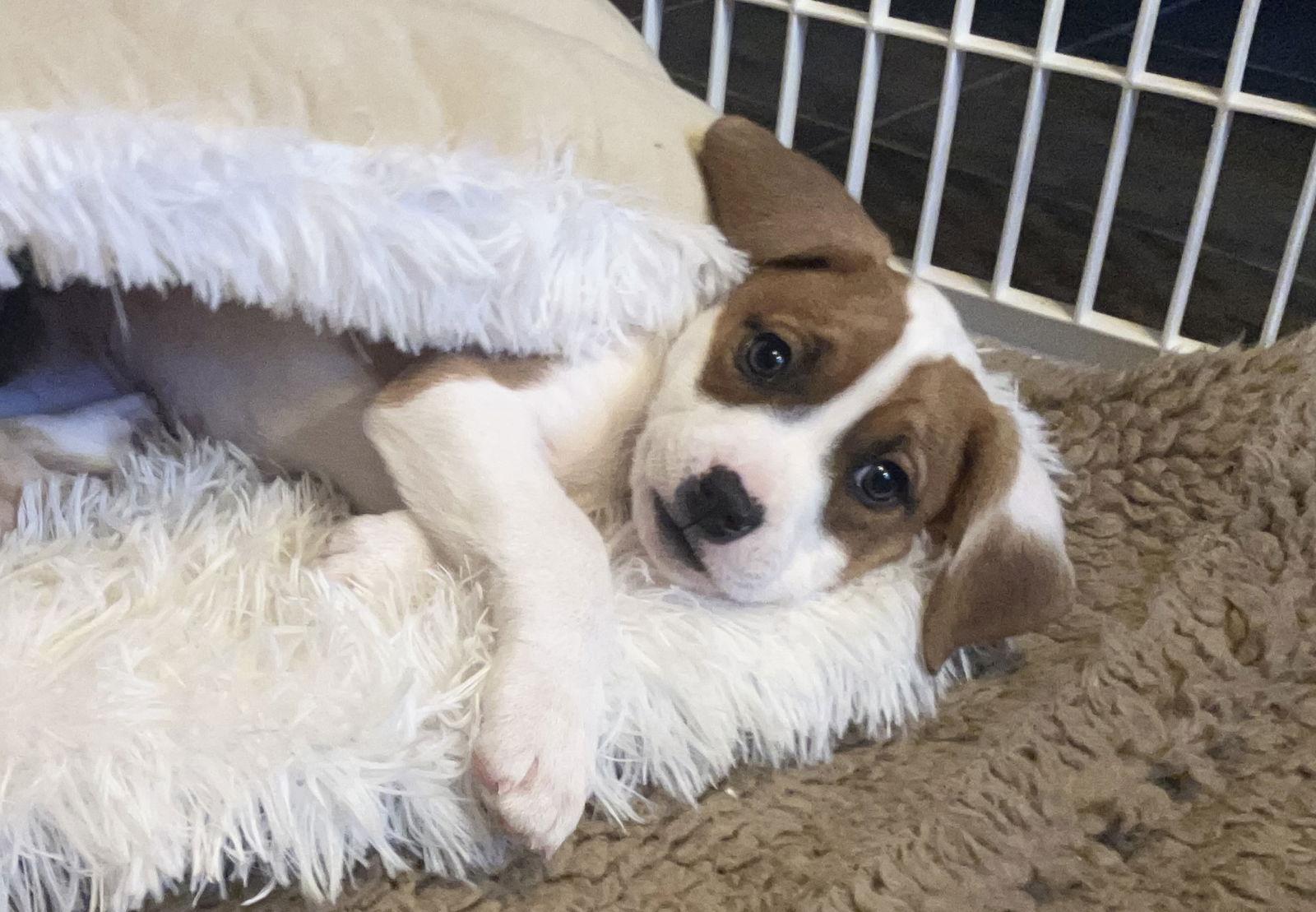 Enlarge Lucy, a Adopted Pit Bull Terrier in Nashville, TN image 3/3