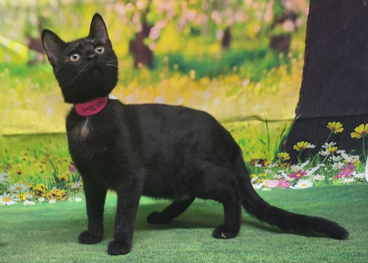 Enlarge 250724  Marigold, a Adoptable Domestic Short Hair in Wetumpka, AL image 1/2