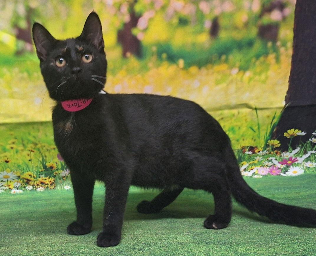 Enlarge 250724  Marigold, a Adoptable Domestic Short Hair in Wetumpka, AL image 2/2