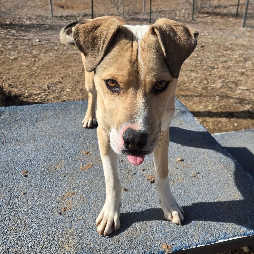 Legolas, Adoptable, Young Male American Staffordshire Terrier.