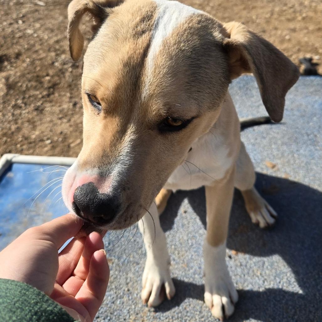 Enlarge Legolas, a Adoptable American Staffordshire Terrier in Taos, NM image 2/6