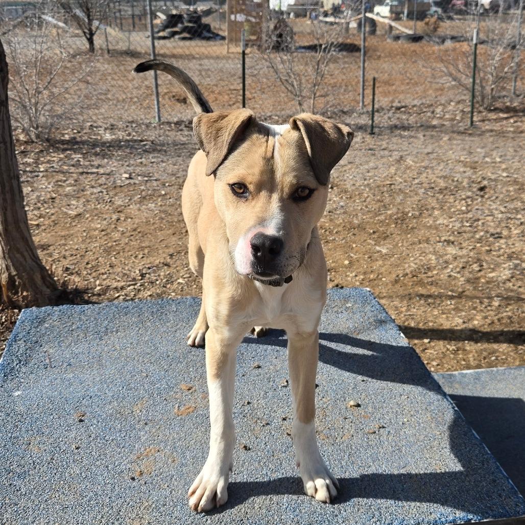 Enlarge Legolas, a Adoptable American Staffordshire Terrier in Taos, NM image 3/6