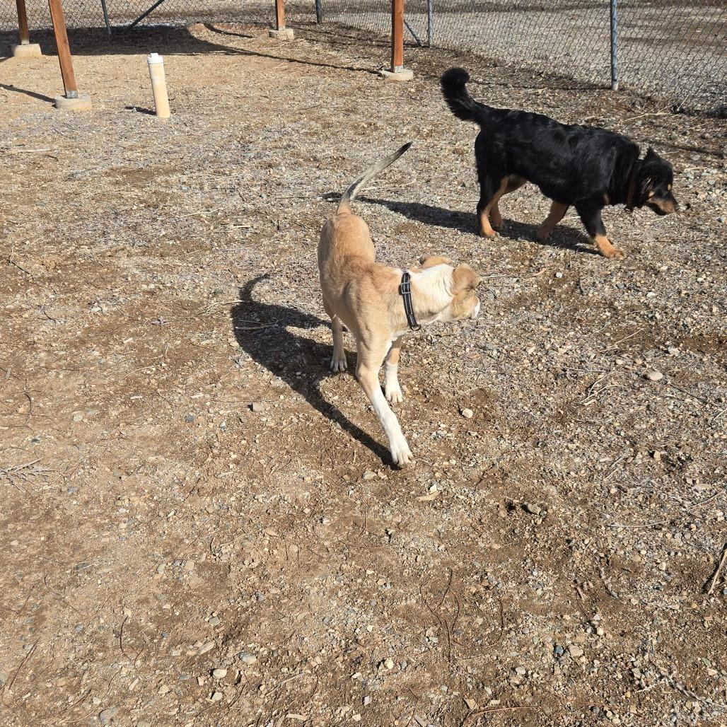 Enlarge Legolas, a Adoptable American Staffordshire Terrier in Taos, NM image 4/6