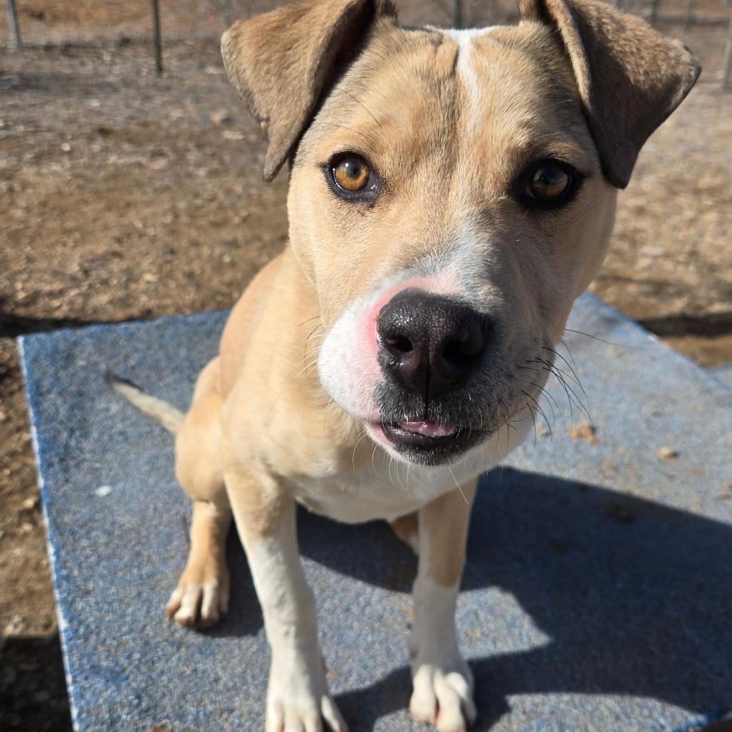 Enlarge Legolas, a Adoptable American Staffordshire Terrier in Taos, NM image 5/6