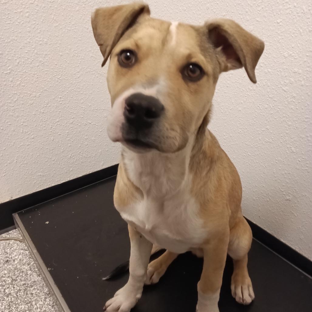 Enlarge Legolas, a Adoptable American Staffordshire Terrier in Taos, NM image 1/1
