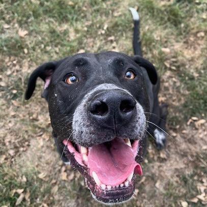 Enlarge Bleu, a Adoptable mixed breed in Edwards, IL image 1/1