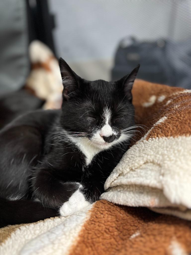 Bee, Adoptable, Young Female Domestic Short Hair.