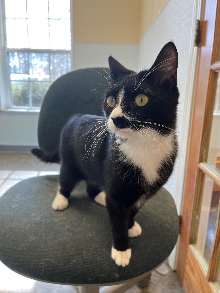 Enlarge Bee, a Adoptable mixed breed in Clinton, SC image 2/6