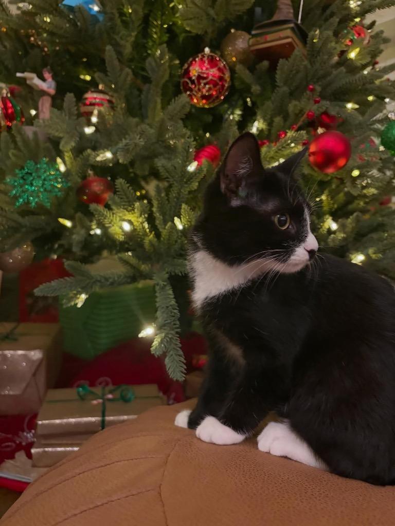 Enlarge Bee, a Adoptable mixed breed in Clinton, SC image 2/5