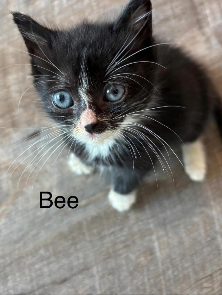 Enlarge Bee, a Adoptable mixed breed in Clinton, SC image 3/5