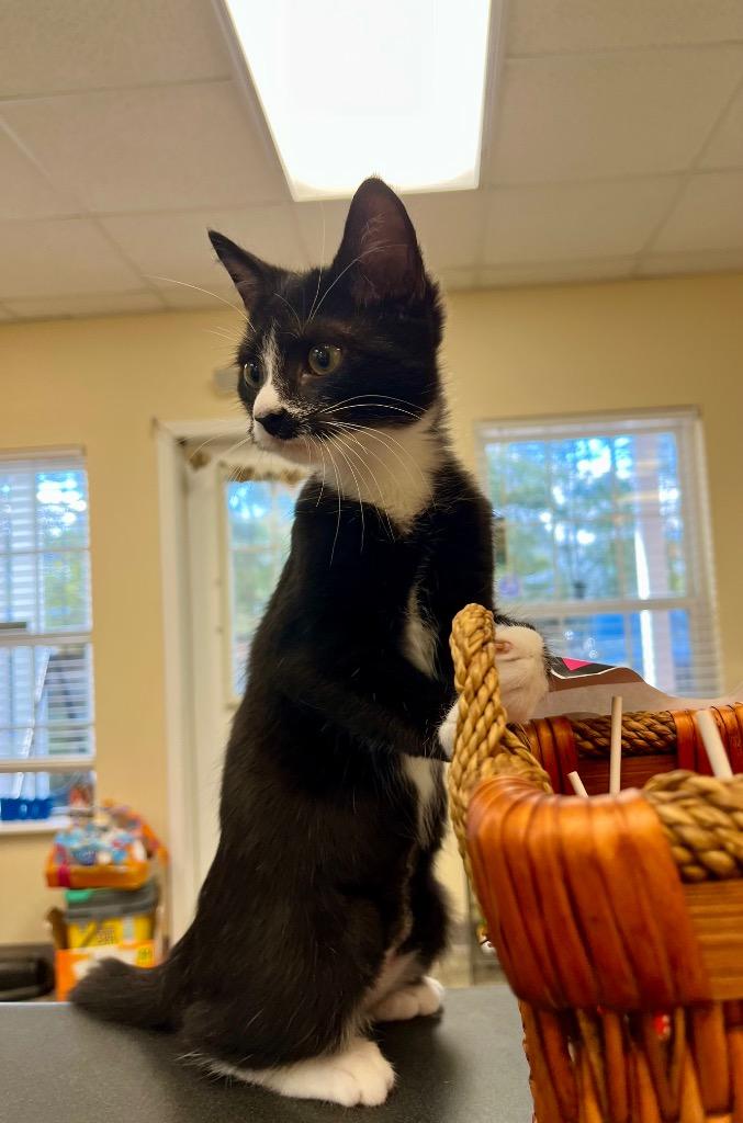 Enlarge Bee, a Adoptable mixed breed in Clinton, SC image 4/5