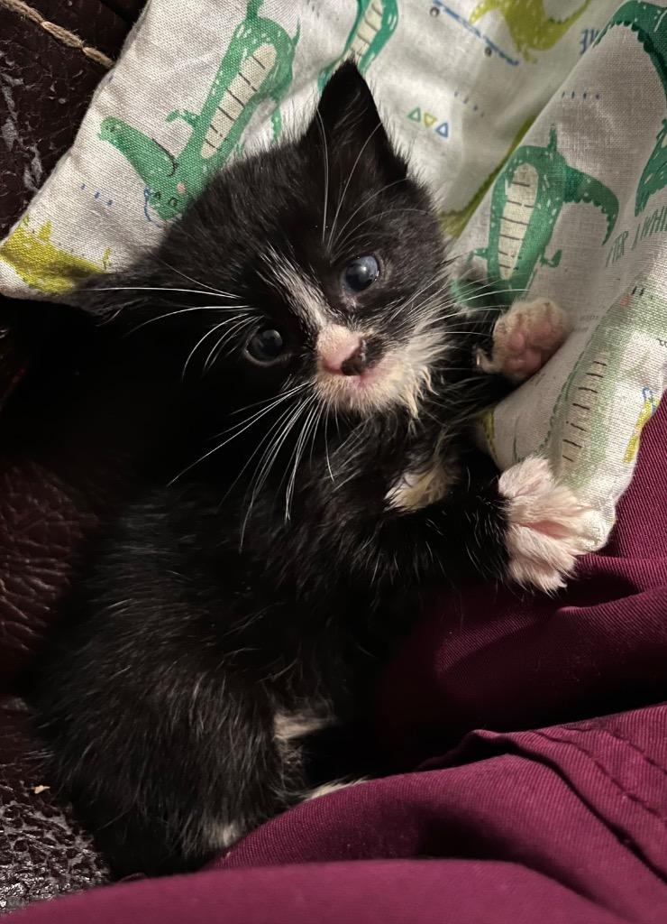 Enlarge Bee, a Adoptable mixed breed in Clinton, SC image 5/5