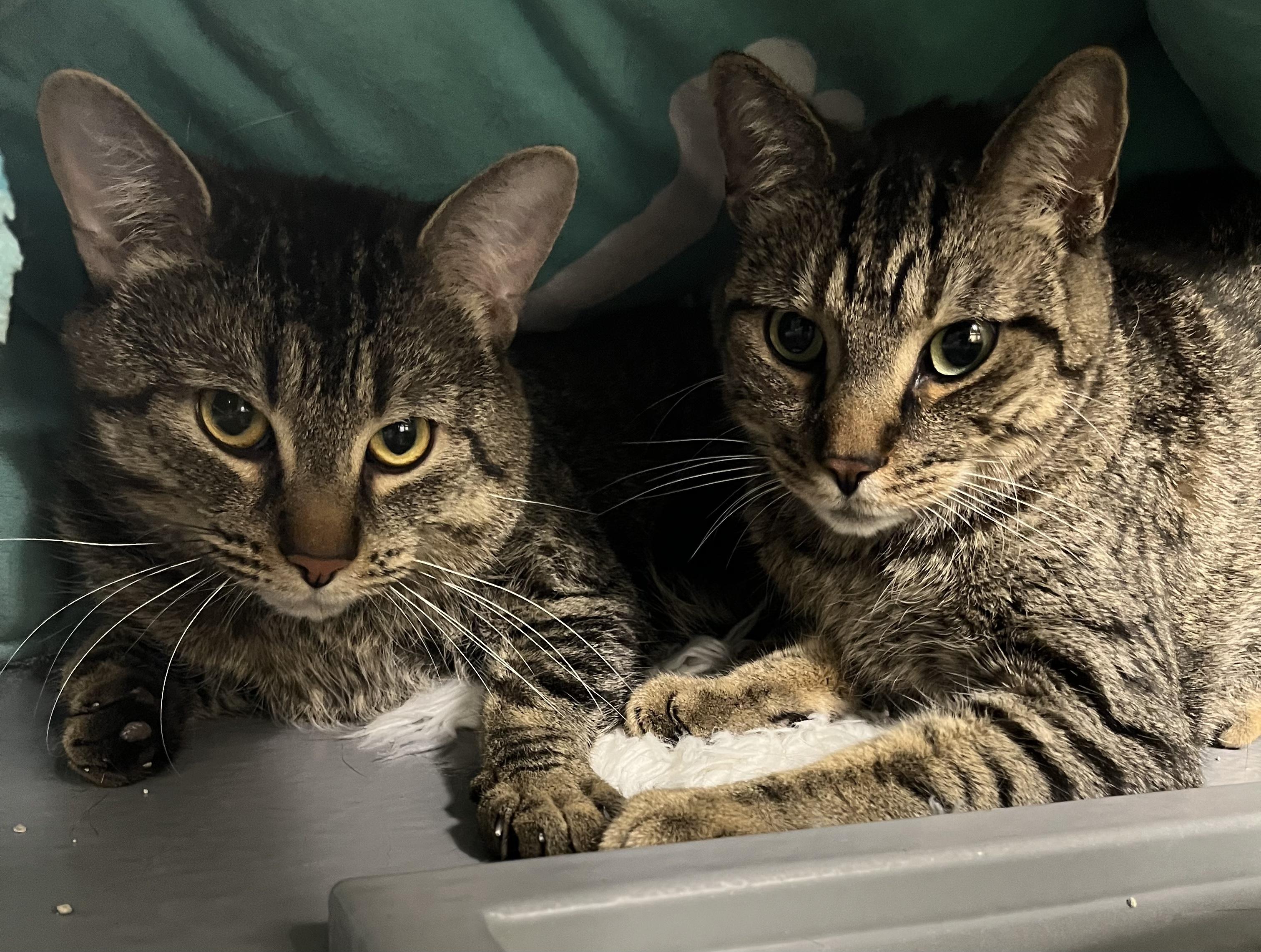Enlarge Peanut, a Adoptable Domestic Short Hair in Pickering, ON image 2/3