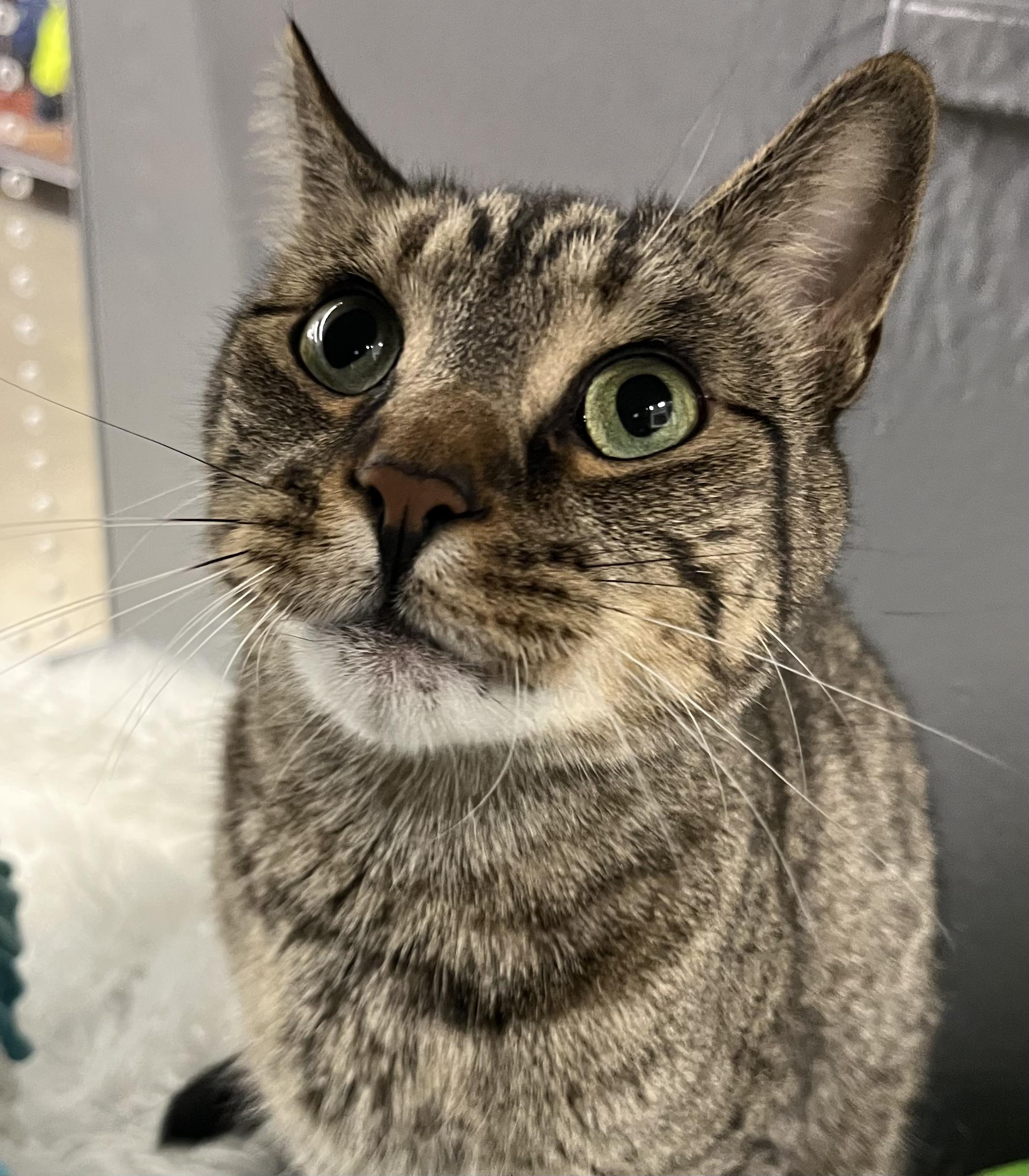 Enlarge Peanut, a Adoptable Domestic Short Hair in Pickering, ON image 1/3
