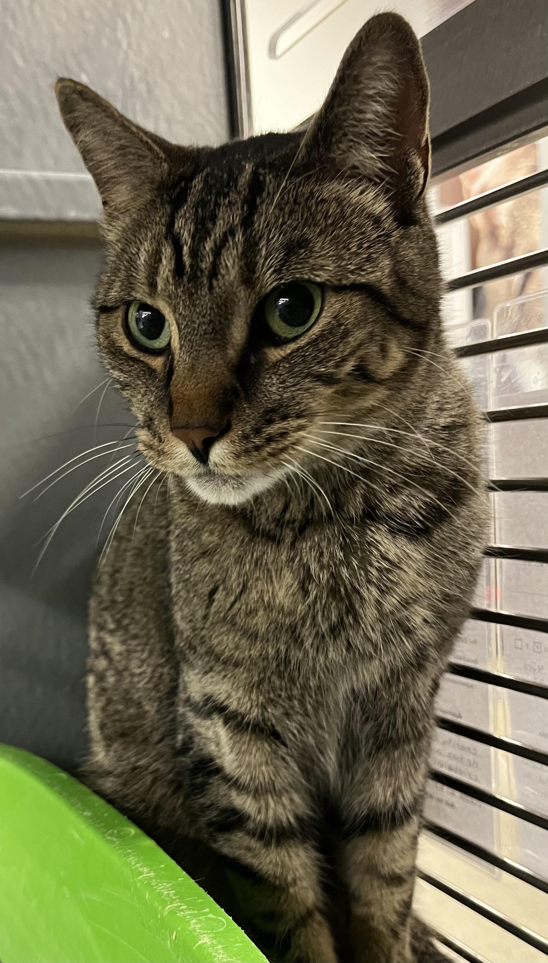 Enlarge Peanut, a Adoptable Domestic Short Hair in Pickering, ON image 3/3