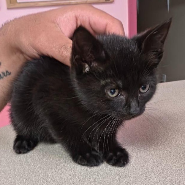 Orchid, Adoptable, Kitten Female Domestic Short Hair.