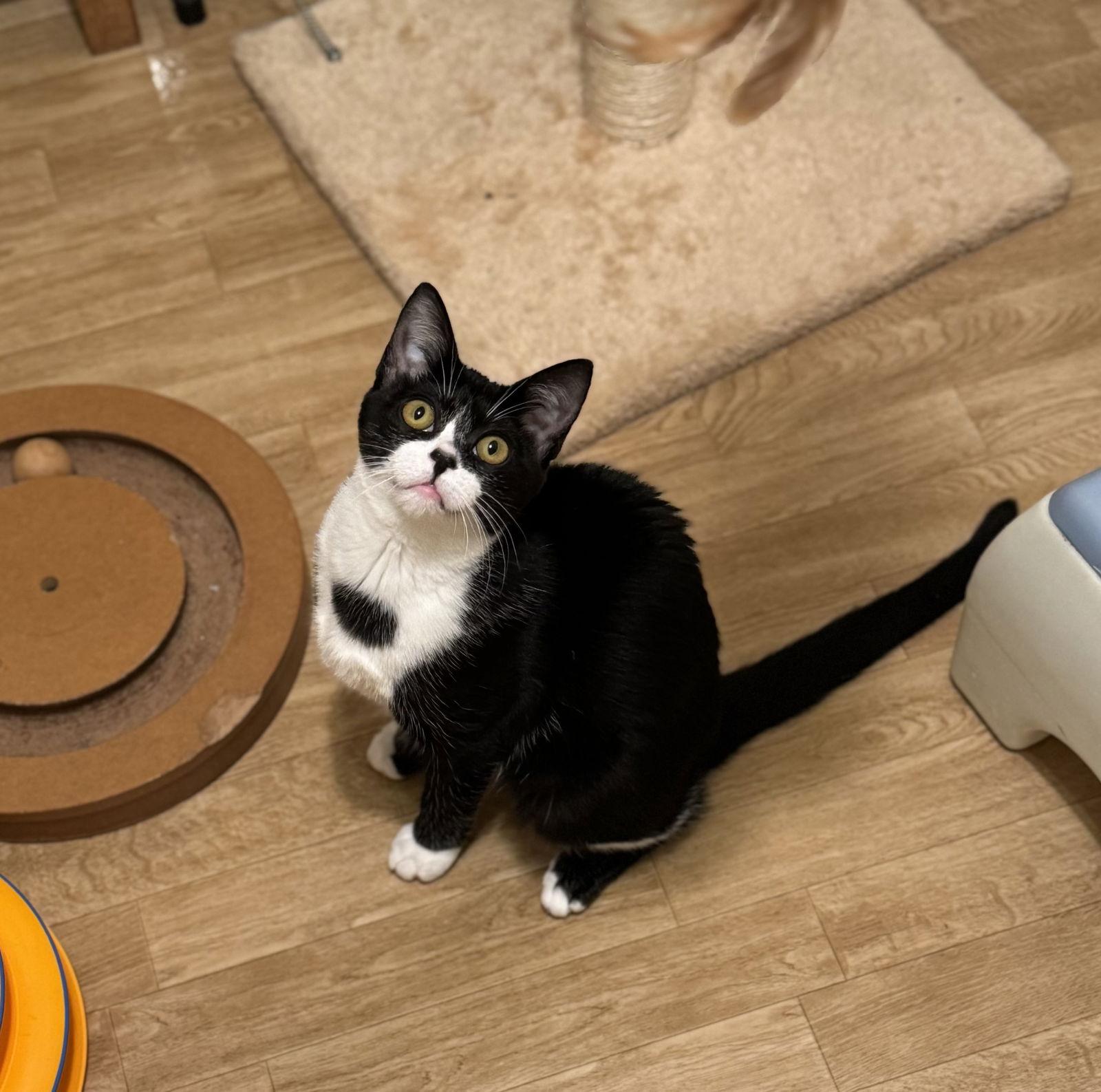 Junie, Adoptable, Young Female Domestic Short Hair.